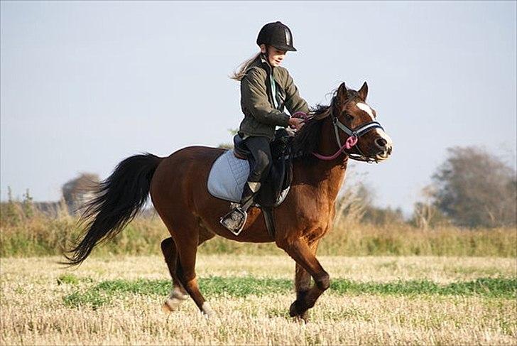 New Forest Fox<3 - min basse  billede 16