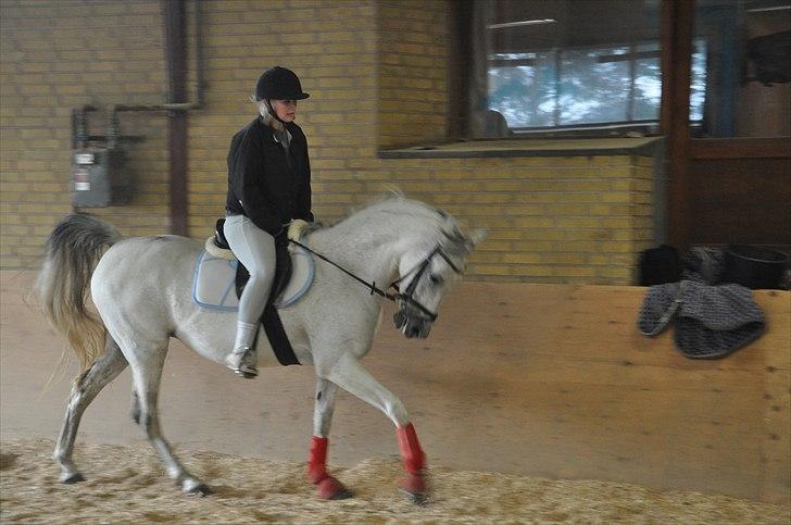 Arabisk fuldblod (OX)  belissa R.I.P - Belissa og jeg i dressur. billede 3