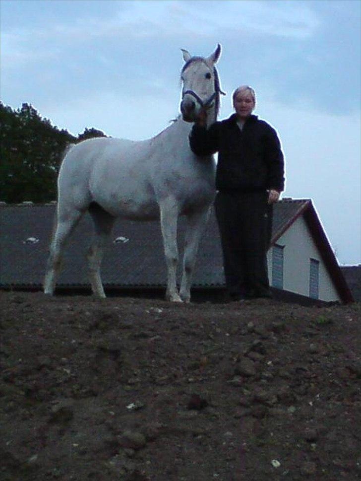 Arabisk fuldblod (OX)  belissa R.I.P - På bakken 2008 ;O) billede 6