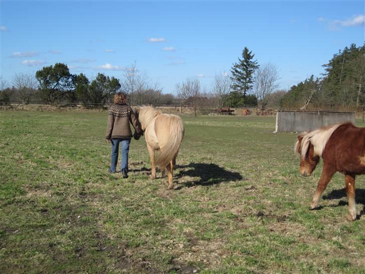 Islænder Sif "SOLGT" billede 13