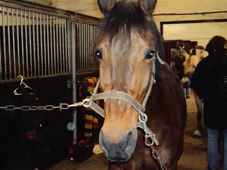 Anden særlig race Tøsen billede 8