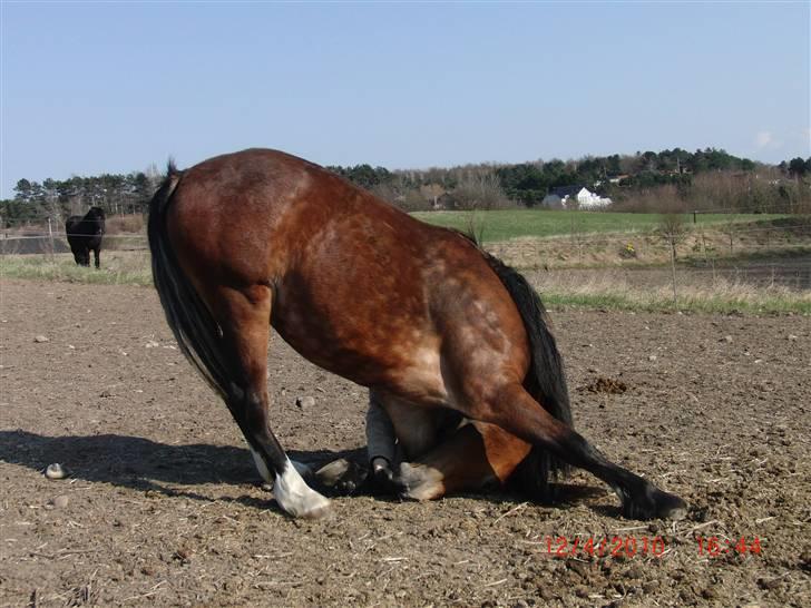 Welsh Cob (sec D) Valhallas Zambuca - zambuca der nejer  billede 12