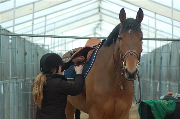 Irsk Hunter Kilcannon Clover (Kylle) - Stævnestald til CSI* på Vilhelmsborg april 2010. Ankommet tidligt :-P billede 4