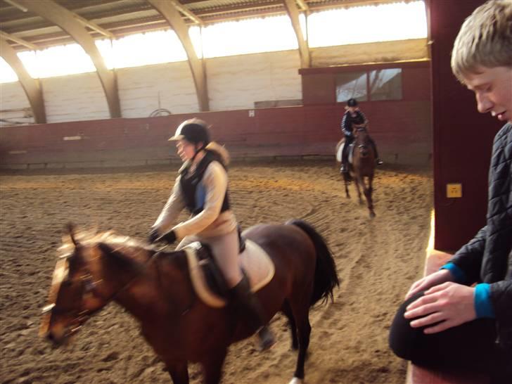 Anden særlig race Tøsen billede 12