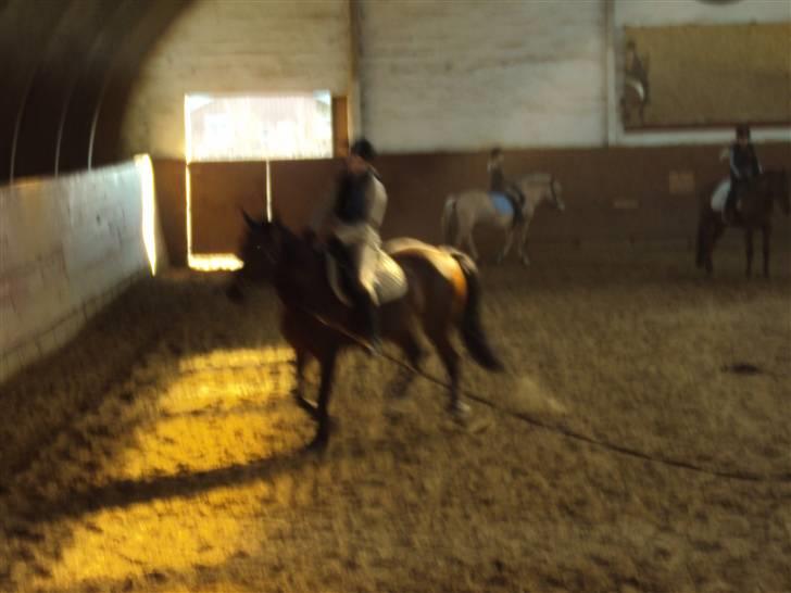 Anden særlig race Tøsen billede 15