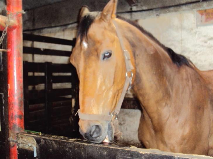 Anden særlig race Ramses R.I.P Altid elsket billede 12