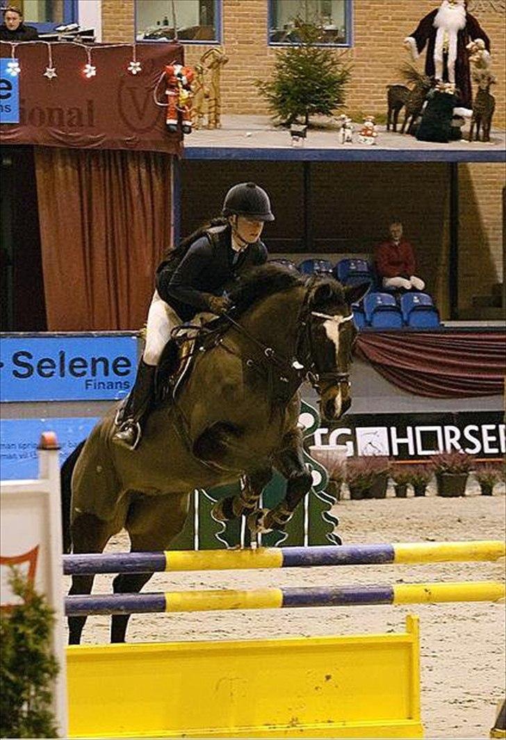 Hollandsk Varmblod Progret - Danish Christmas Show billede 3