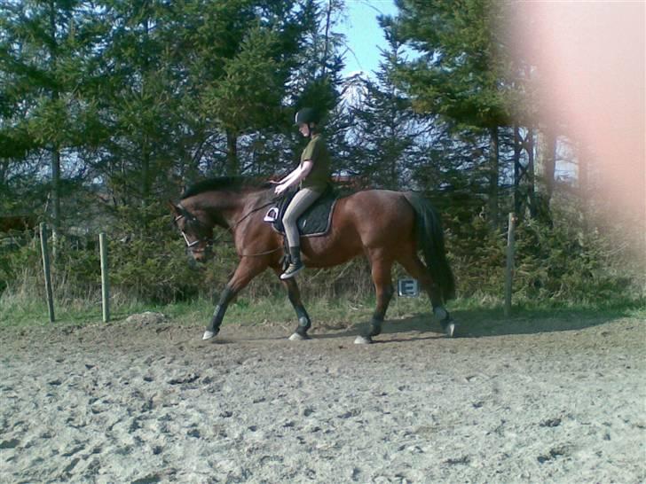 Oldenborg Sebastian - Basse billede 18