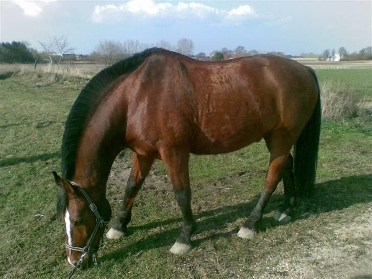 Oldenborg Sebastian - Basse billede 19