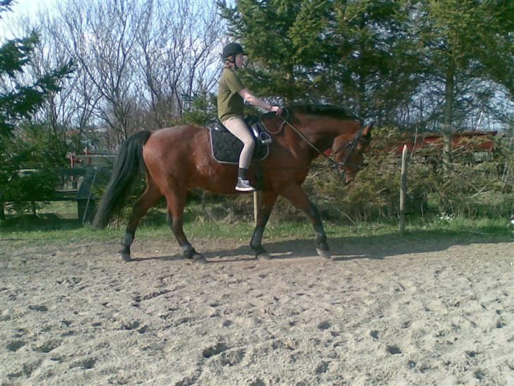 Oldenborg Sebastian - Basse billede 20