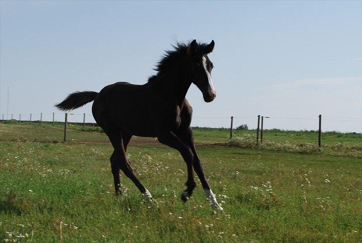 Dansk Varmblod Bright Eyes C billede 1