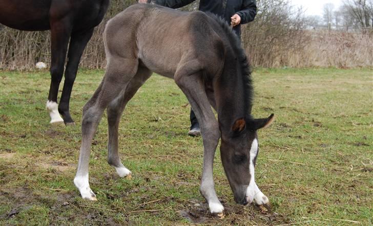 Dansk Varmblod Bright Eyes C billede 2