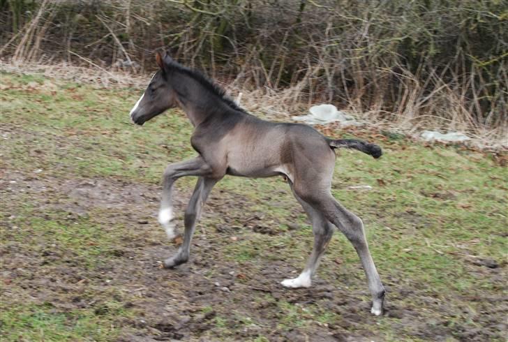 Dansk Varmblod Bright Eyes C billede 3