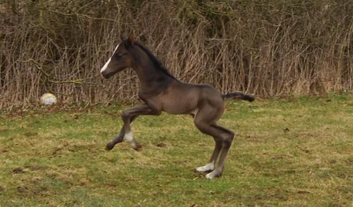 Dansk Varmblod Bright Eyes C billede 4