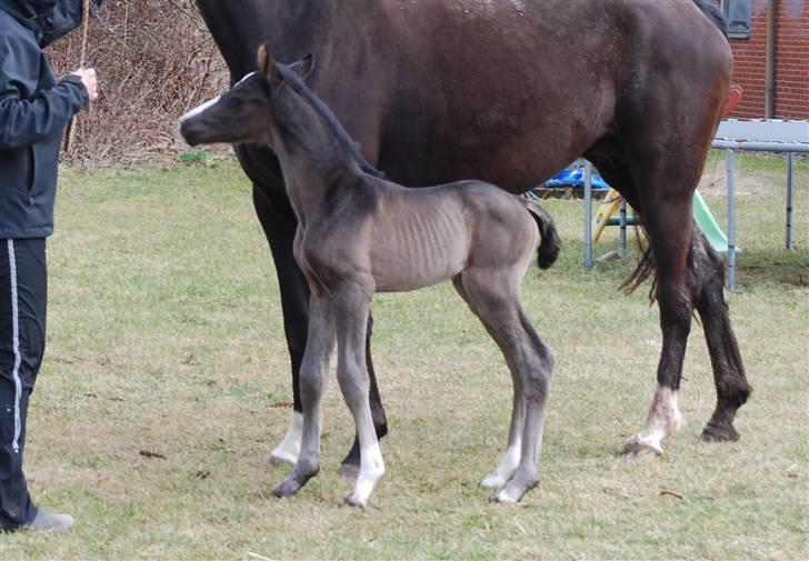 Dansk Varmblod Bright Eyes C billede 5