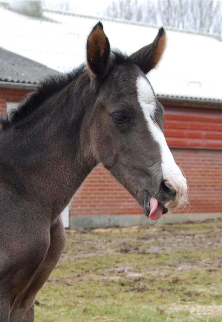 Dansk Varmblod Bright Eyes C billede 6