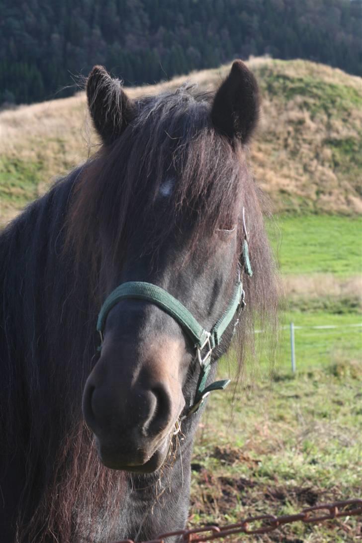 Norsk Døle Stjernelill - Skjønningen min<3 billede 2