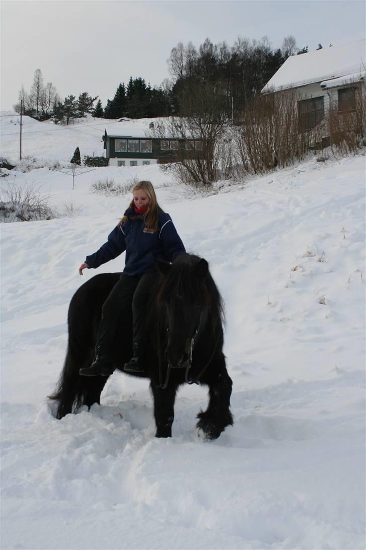 Norsk Døle Stjernelill - Vi rir litt i snøen=) billede 5