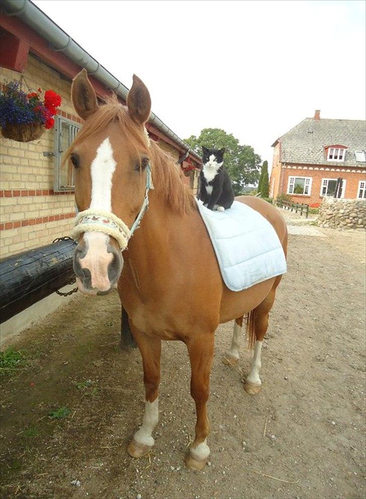 Anden særlig race Tots Ramik - Benny, hans bedste ven (katten) :D billede 9