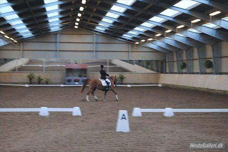 Anden særlig race Tots Ramik billede 10