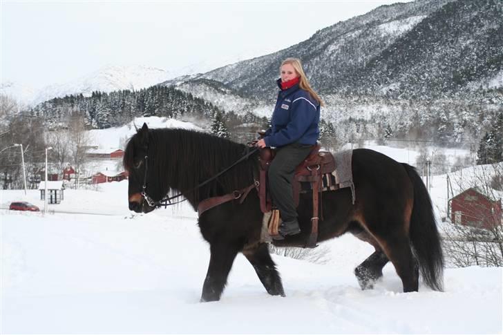 Norsk Døle Prinsen - Rir litt i snøen vi=) billede 2