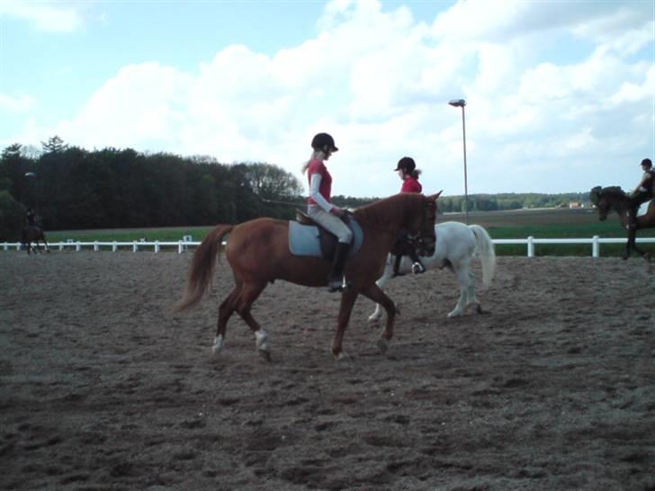 Anden særlig race Lykkensprøves Milano billede 18