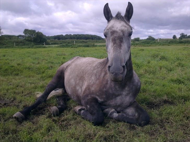 Shagya Araber (SH) BARNABY SOLGT - Barnaby billede 1