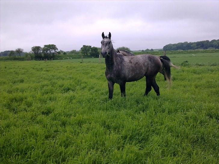 Shagya Araber (SH) BARNABY SOLGT billede 2