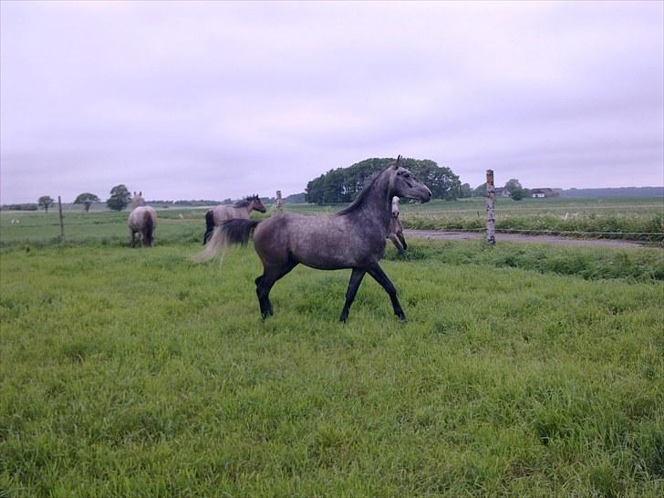 Shagya Araber (SH) BARNABY SOLGT billede 3