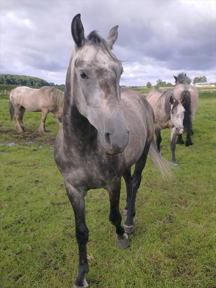 Shagya Araber (SH) BARNABY SOLGT billede 4