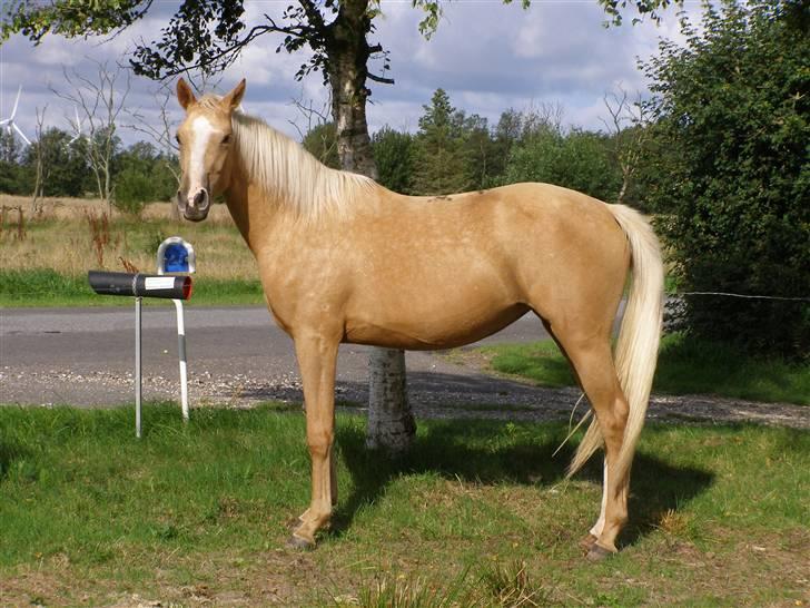 Palomino Mon Ami Bellona billede 1
