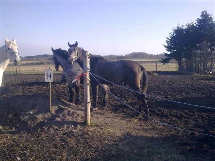 Shagya Araber (SH) BARNABY SOLGT billede 5