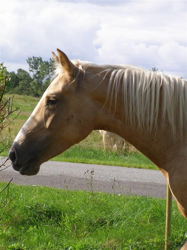 Palomino Mon Ami Bellona billede 2