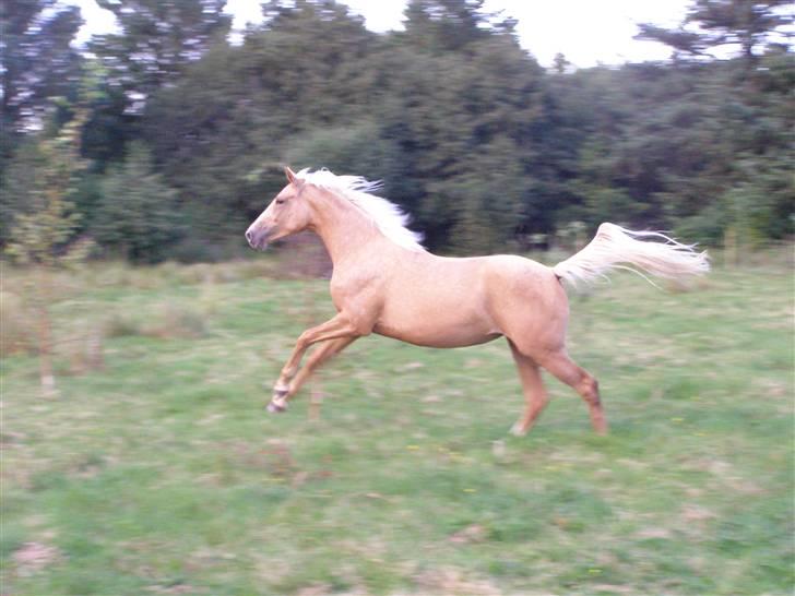 Palomino Mon Ami Bellona billede 3