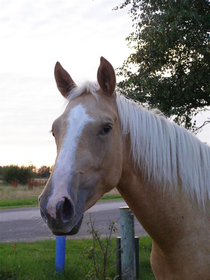 Palomino Mon Ami Bellona billede 4