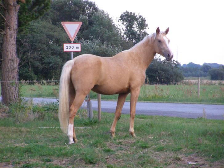 Palomino Mon Ami Bellona billede 5