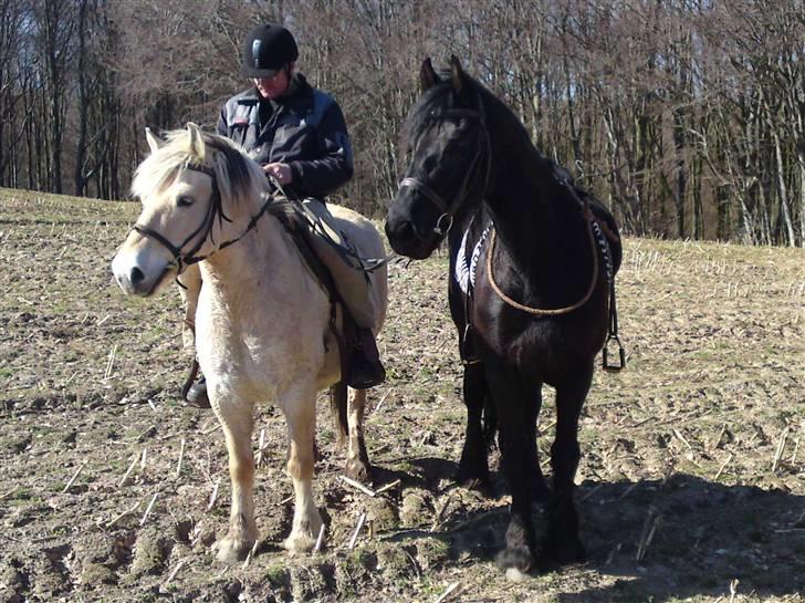 Frieser Tonja - 11-4-2010 turen i Katsig bakker....  billede 5