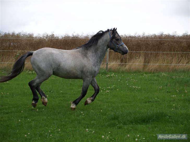 Welsh Mountain (sec A) Turbo billede 10