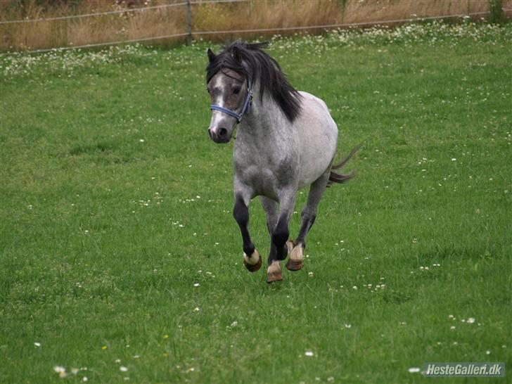 Welsh Mountain (sec A) Turbo billede 12