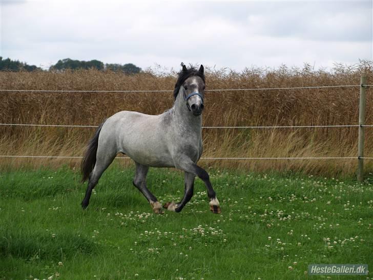 Welsh Mountain (sec A) Turbo billede 13