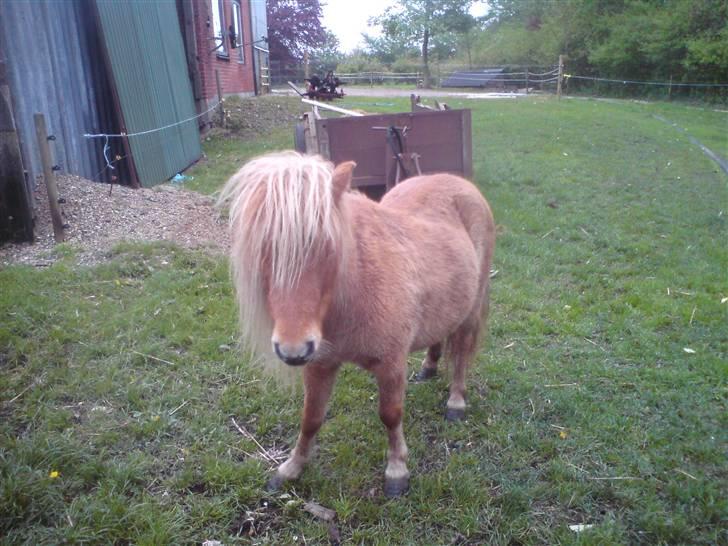Shetlænder Gretrud. Solgt billede 2