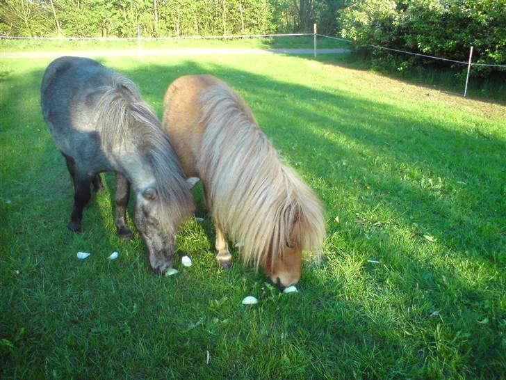 Shetlænder Gretrud. Solgt billede 3