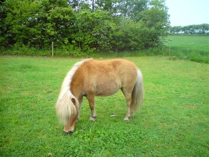 Shetlænder Gretrud. Solgt billede 4