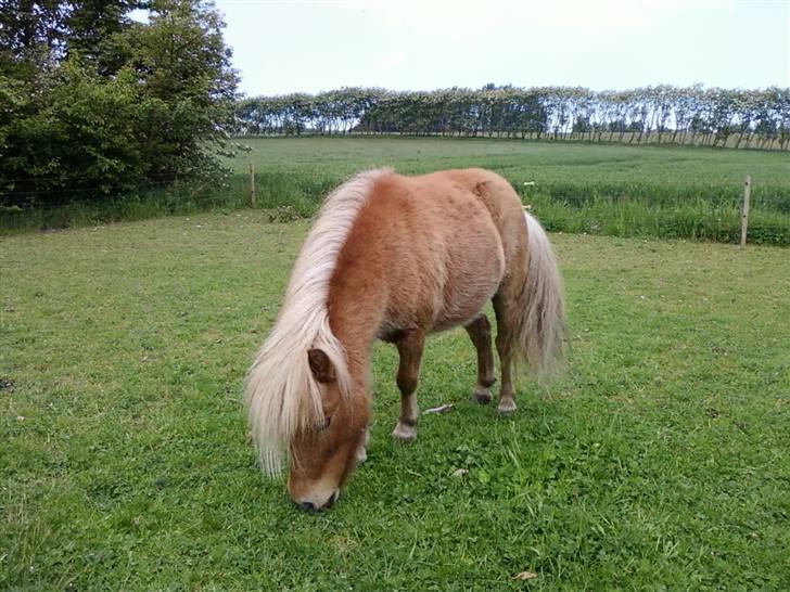 Shetlænder Gretrud. Solgt billede 5