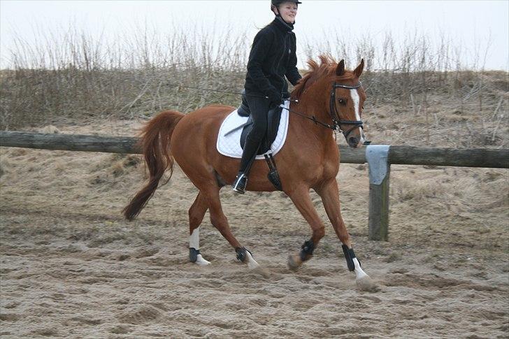 Arabisk fuldblod (OX) Gomir ox 2763 - glaade dreng :)  billede 3