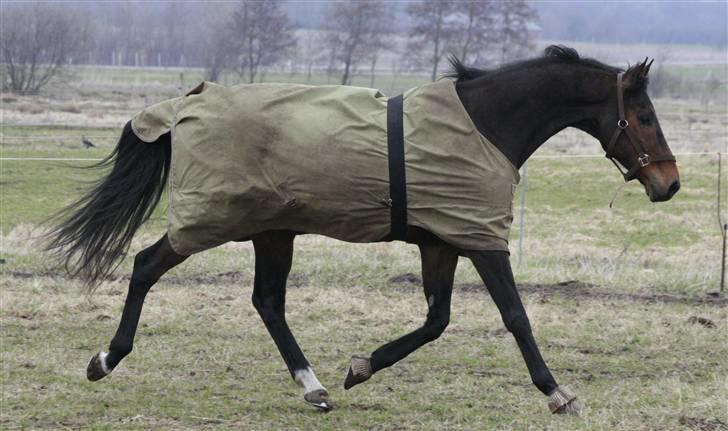 Fuldblod (XX) Mufasa *R.I.P* - fra dagen hvor han kom hjem til mig for 2 gang...elastikgjorden blev skiftet ud med mavestropper... billede 8