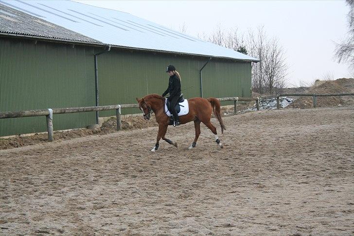 Arabisk fuldblod (OX) Gomir ox 2763 billede 4