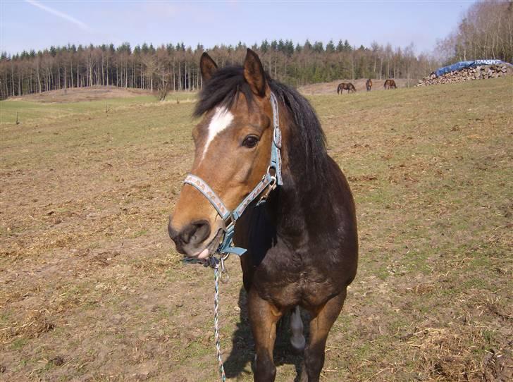 Anden særlig race lotte billede 9