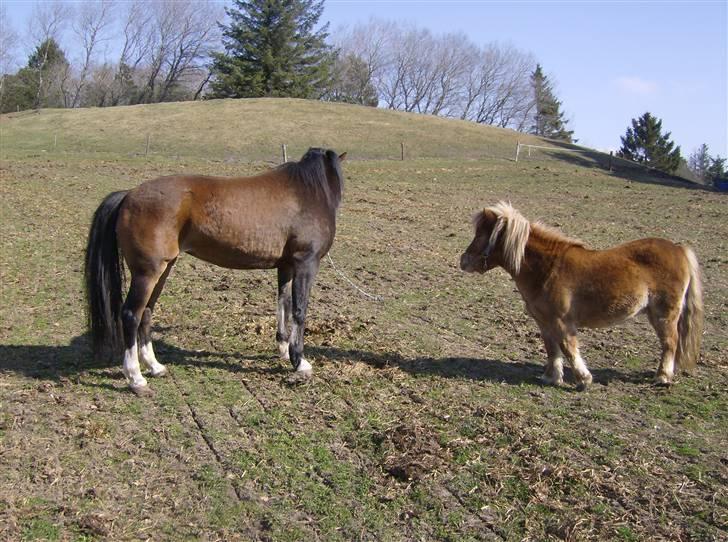 Anden særlig race lotte billede 10