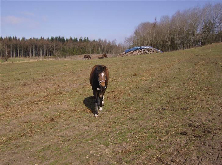 Anden særlig race lotte billede 11